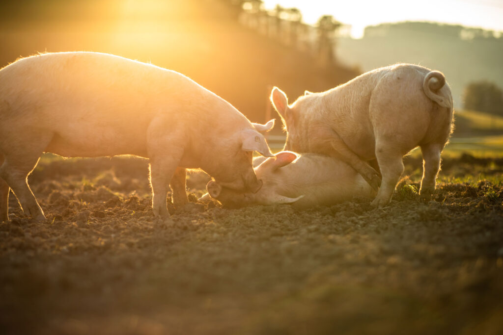 Photo of three small pigs enjoying the sunlight and rolling in dirt.