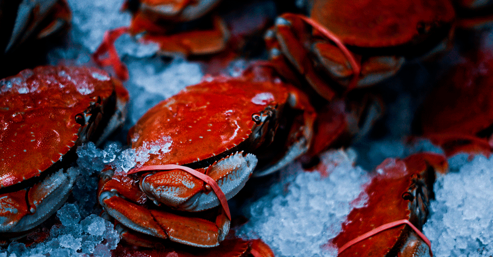 Photo of multiple red Danish shore crabs on ice after being caught.